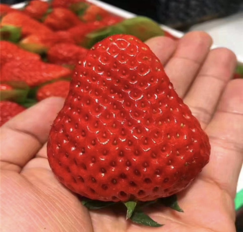 草莓苗东北抗寒草莓蒙特瑞草莓红颜草莓四季草莓