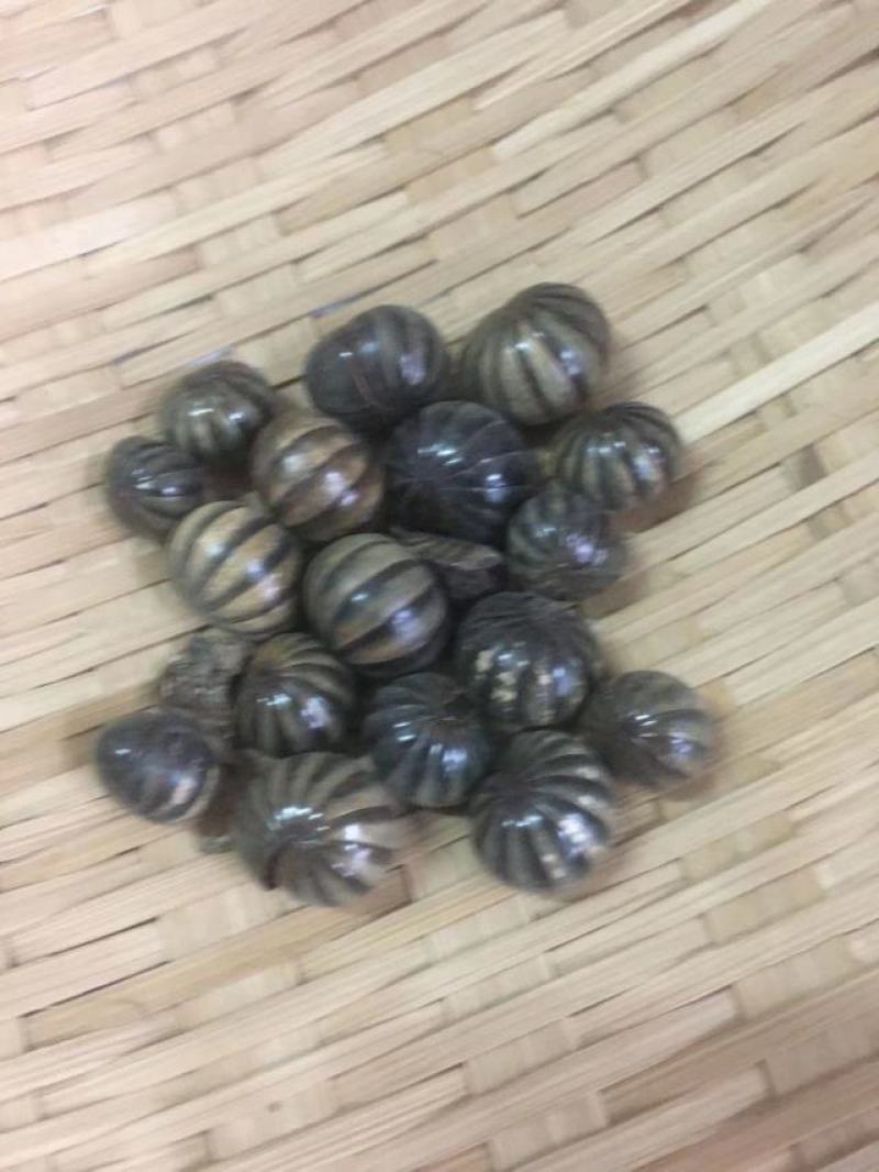 滚山珠，常年批发供应冷背中药材滚山珠