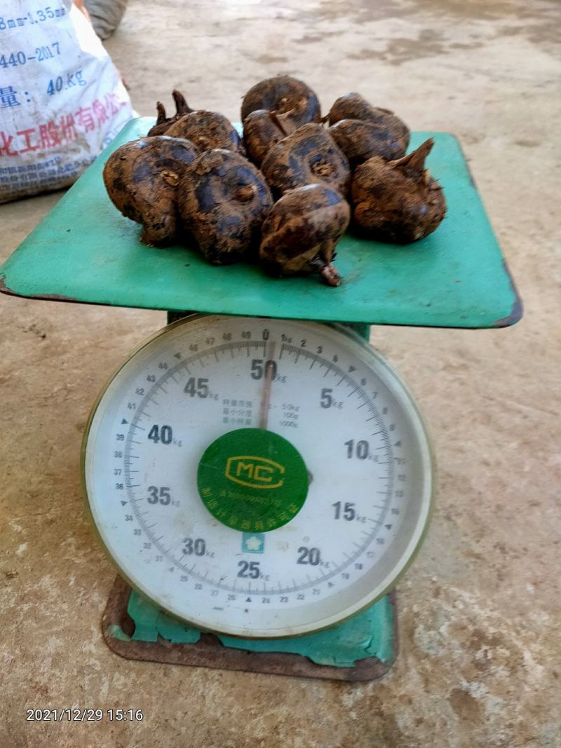 云南荸荠马蹄新鲜水果现挖现发红马蹄大量批发