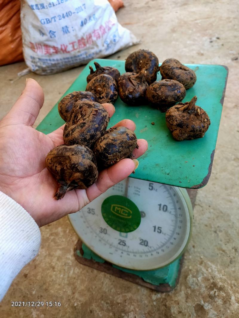 云南荸荠马蹄新鲜水果现挖现发红马蹄大量批发