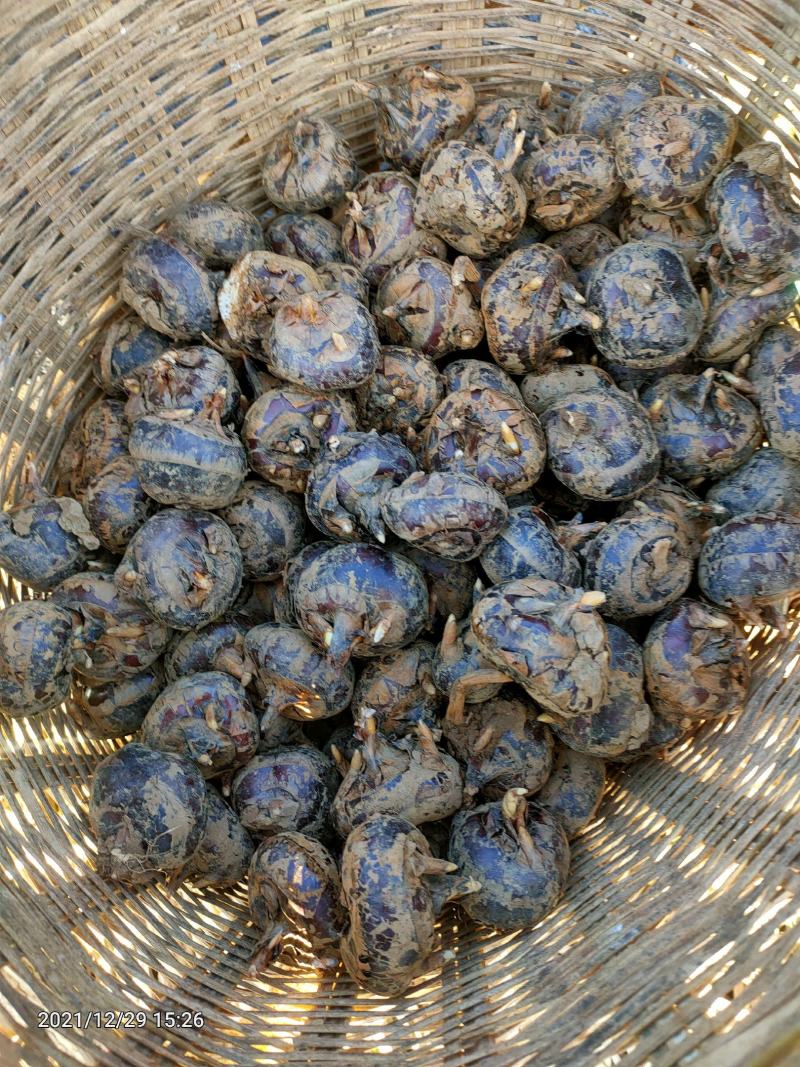 云南荸荠马蹄新鲜水果现挖现发红马蹄大量批发