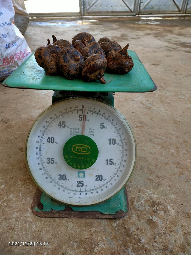 云南荸荠马蹄新鲜水果现挖现发红马蹄大量批发