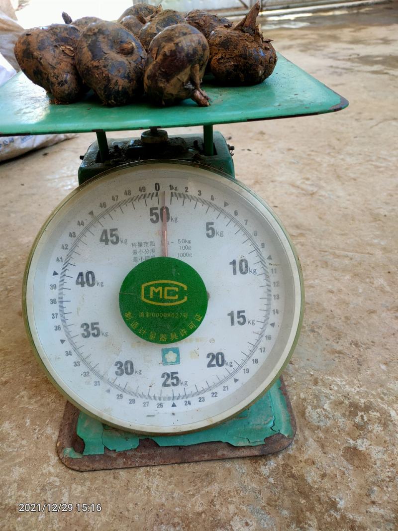 云南荸荠马蹄新鲜水果现挖现发红马蹄大量批发