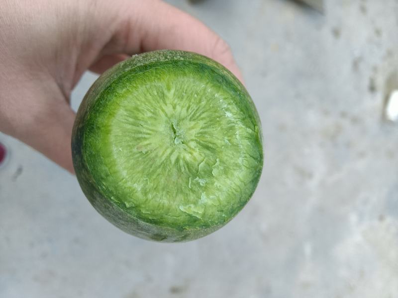 青萝卜湖北天门水果萝卜