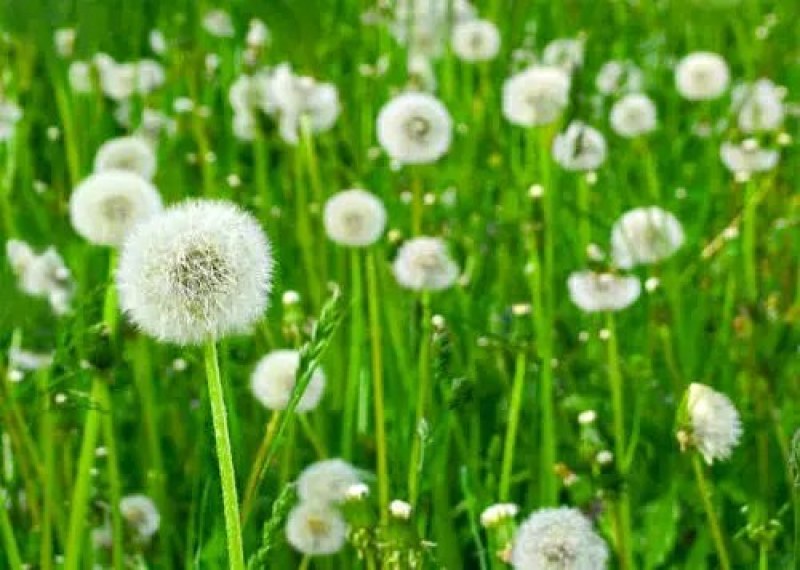 野生蒲公英种子春秋季种植蒲公英用途广易种植亩用量3斤左右