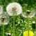 野生蒲公英种子春秋季种植蒲公英用途广易种植亩用量3斤左右