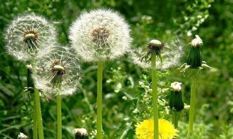 野生蒲公英种子春秋季种植蒲公英用途广易种植亩用量3斤左右