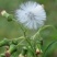 野生蒲公英种子春秋季种植蒲公英用途广易种植亩用量3斤左右