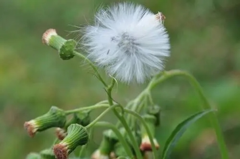野生蒲公英种子春秋季种植蒲公英用途广易种植亩用量3斤左右