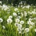 野生蒲公英种子春秋季种植蒲公英用途广易种植亩用量3斤左右