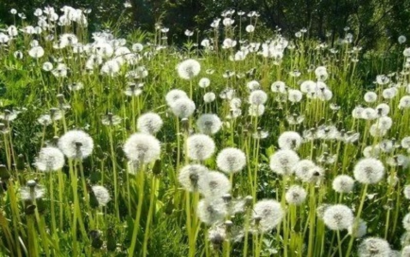 野生蒲公英种子春秋季种植蒲公英用途广易种植亩用量3斤左右