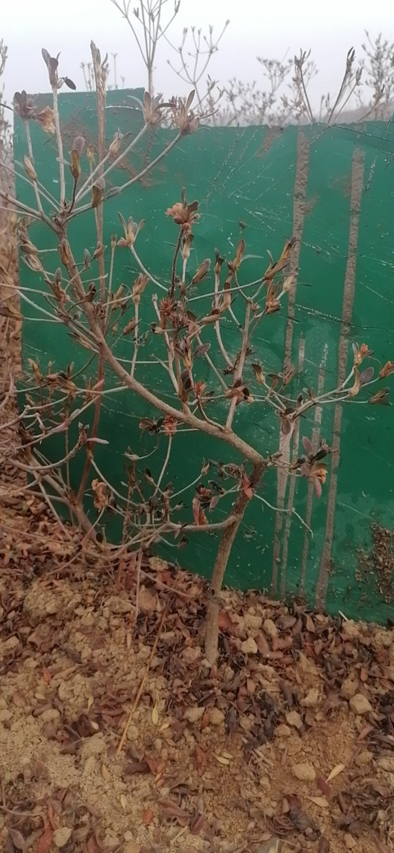 杜鹃映山红带花苞带土球下单24小时内发货，，快递包邮！