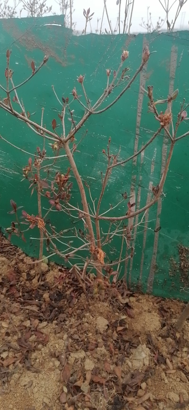 杜鹃映山红带花苞带土球下单24小时内发货，，快递包邮！