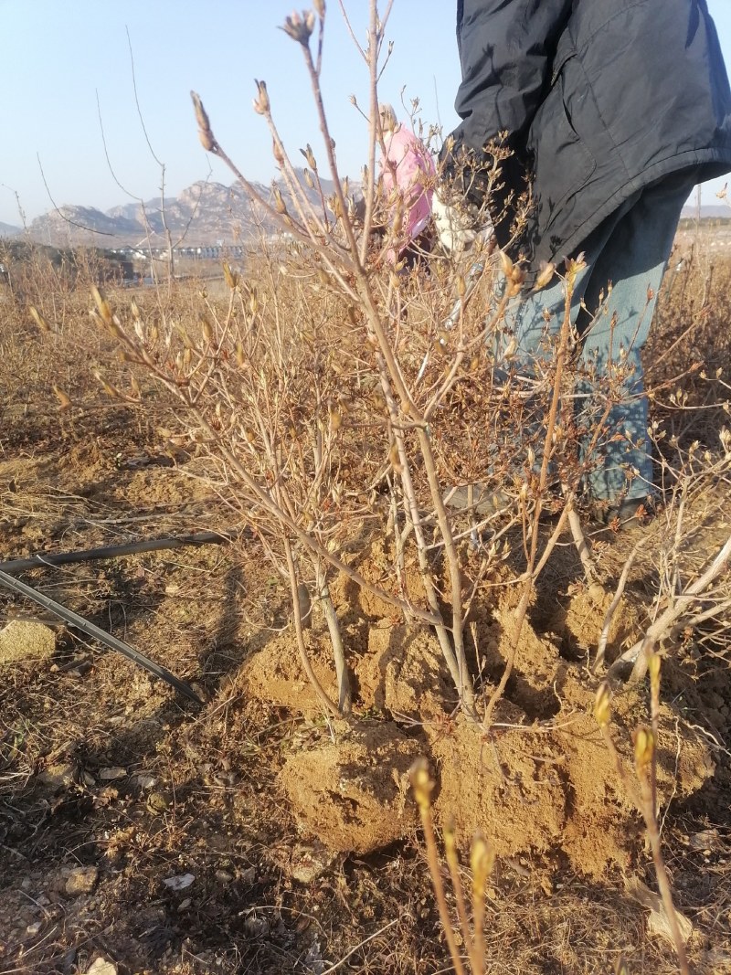杜鹃映山红带花苞带土球下单24小时内发货，，快递包邮！