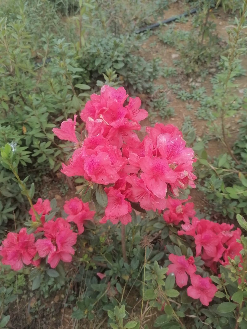 杜鹃映山红带花苞带土球下单24小时内发货，，快递包邮！