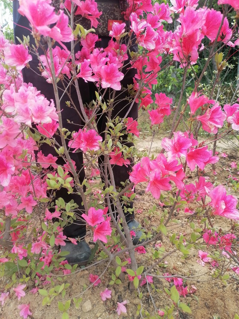 杜鹃映山红带花苞带土球下单24小时内发货，，快递包邮！