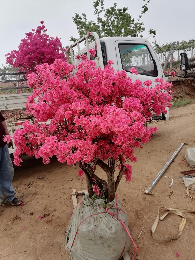 杜鹃映山红带花苞带土球下单24小时内发货，，快递包邮！
