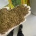 野生蒲公英种子春秋季种植蒲公英用途广易种植亩用量3斤左右