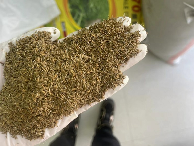 野生蒲公英种子春秋季种植蒲公英用途广易种植亩用量3斤左右