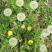 野生蒲公英种子春秋季种植蒲公英用途广易种植亩用量3斤左右
