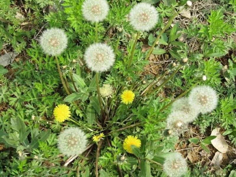 野生蒲公英种子春秋季种植蒲公英用途广易种植亩用量3斤左右