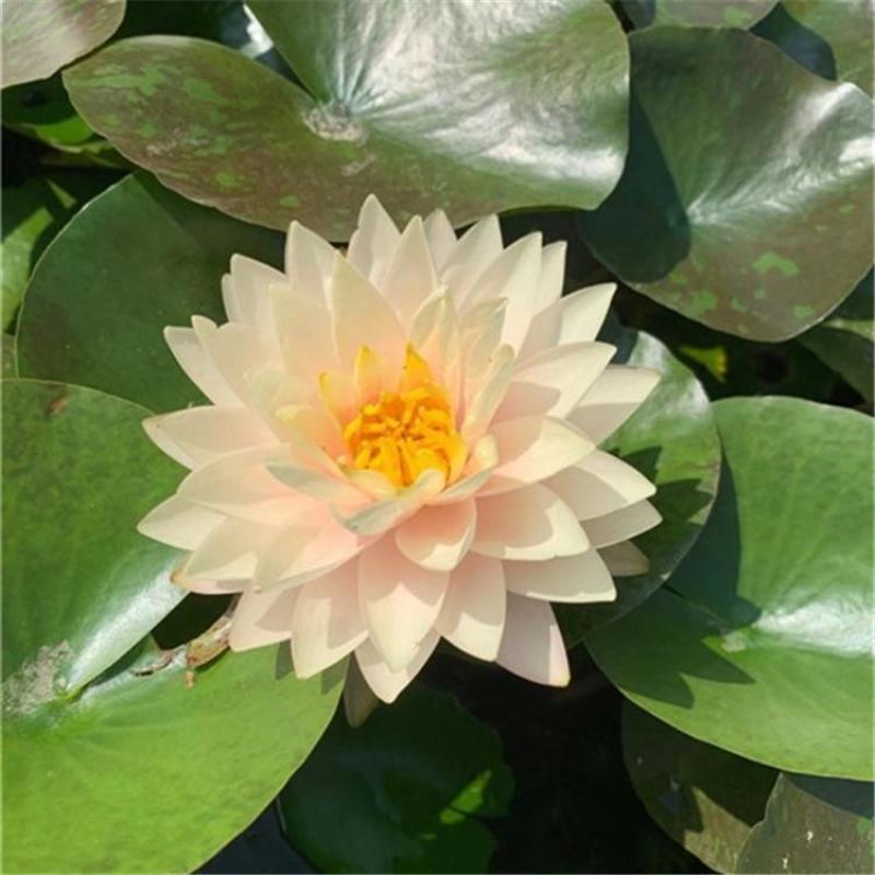 碗莲种子已开口，碗莲种子发芽率好观赏性高