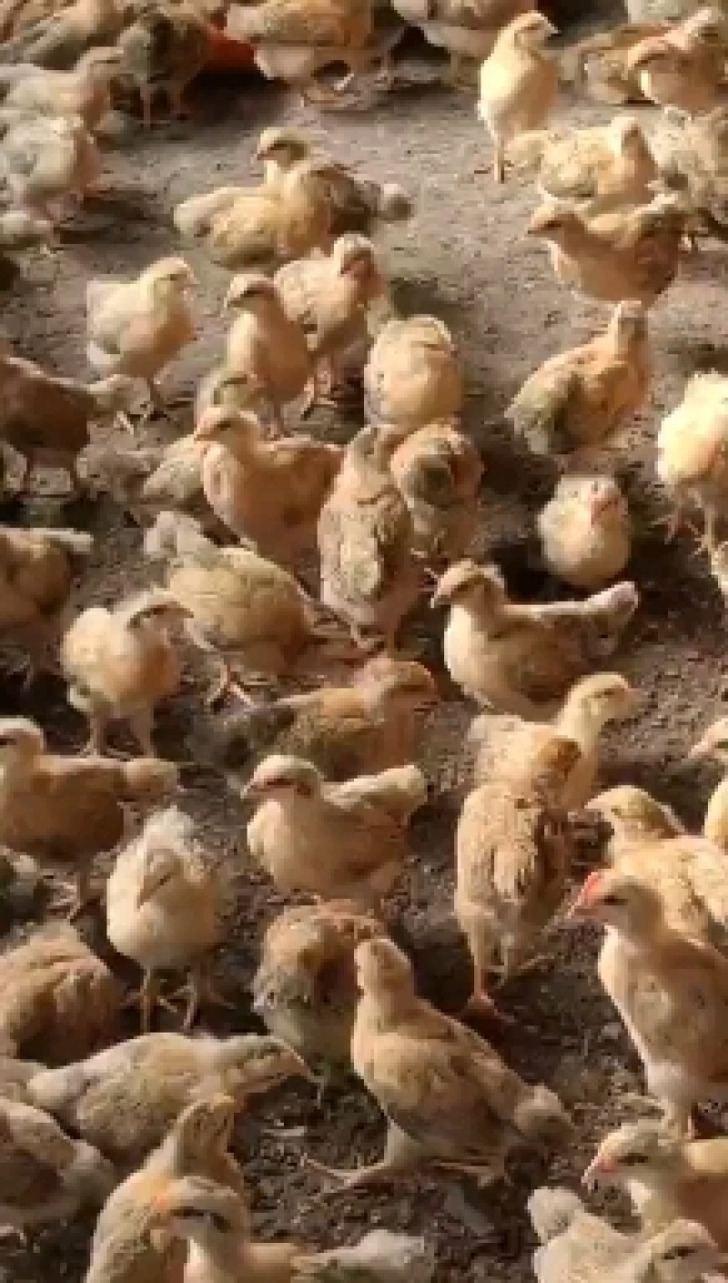 脱温鸡改良湘黄土鸡黄土脱温鸡中鸡青年鸡苗各类脱温鸡