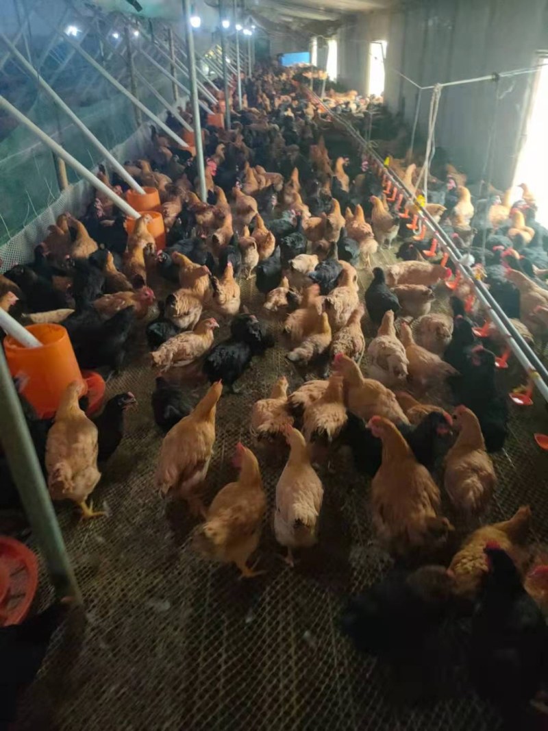 脱温鸡改良湘黄土鸡黄土脱温鸡中鸡青年鸡苗各类脱温鸡