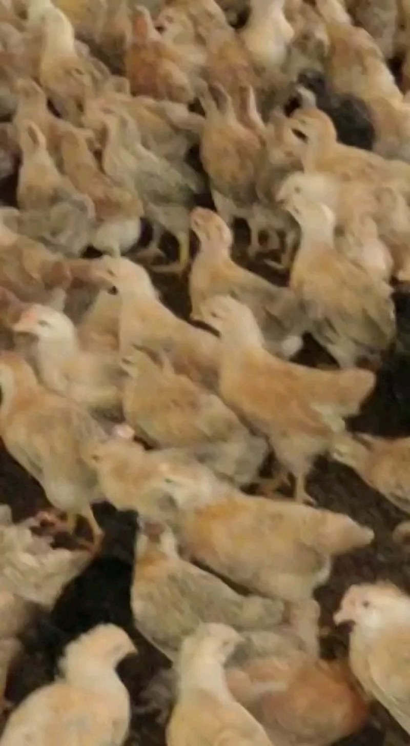 脱温鸡改良湘黄土鸡黄土脱温鸡中鸡青年鸡苗各类脱温鸡