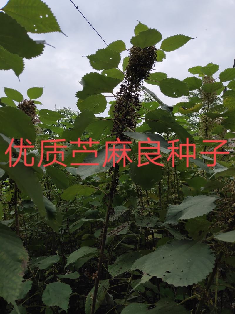 【有好货】大竹优质苎麻青麻种孑，量大从优