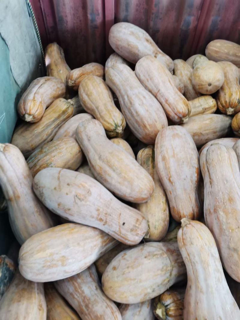 自家种植，精品南瓜出售，还有40万斤。