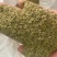 多年生耐寒矮种子雏菊花种子四季种盆栽植物花卉小花种子