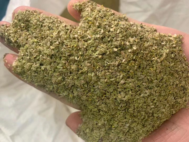 多年生耐寒矮种子雏菊花种子四季种盆栽植物花卉小花种子