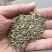 进口多年生牧草种子鸭茅草种子果园草种子耐旱猪牛羊牧草