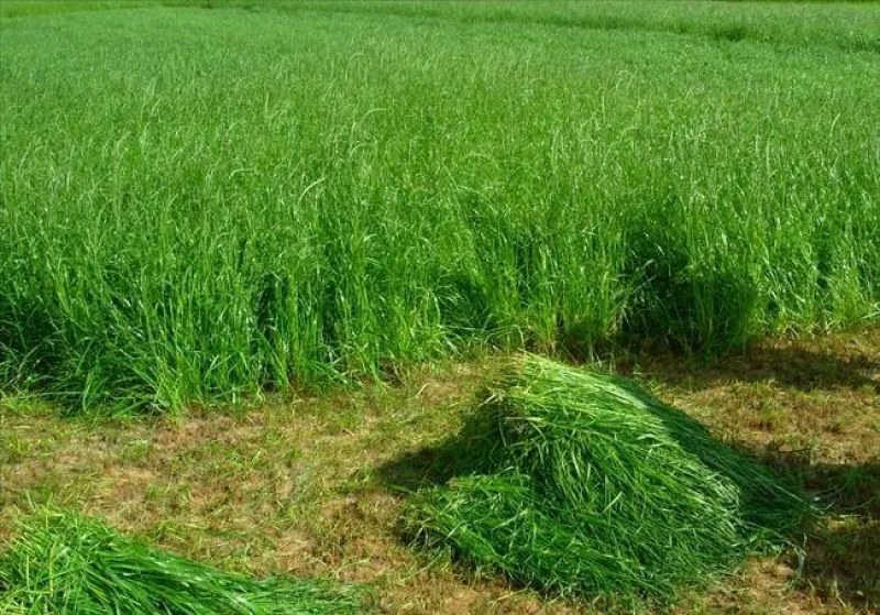 进口多年生牧草种子鸭茅草种子果园草种子耐旱猪牛羊牧草