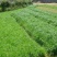 进口多年生牧草种子鸭茅草种子果园草种子耐旱猪牛羊牧草
