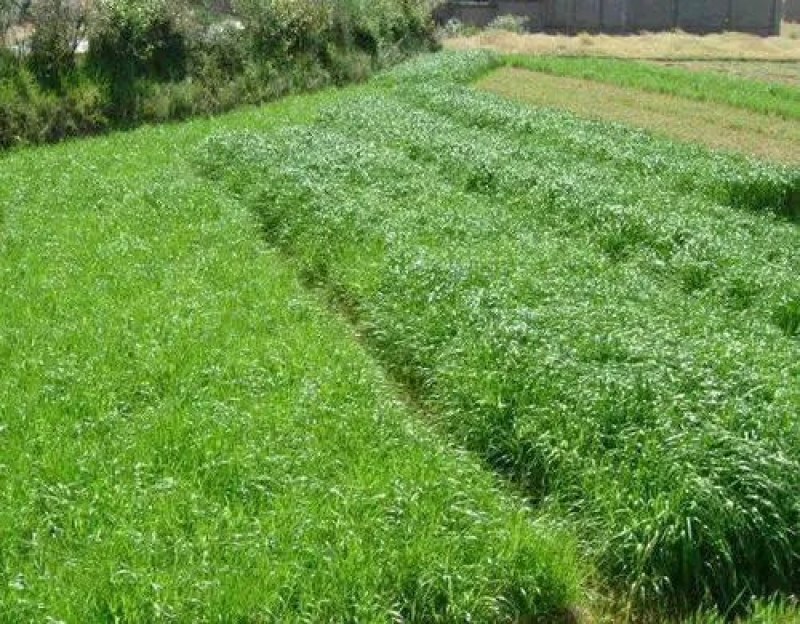 进口多年生牧草种子鸭茅草种子果园草种子耐旱猪牛羊牧草