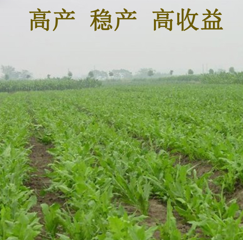 进口鲁梅克斯种子多年生四季常青牧草俄罗斯饲料菜种子