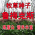 进口鲁梅克斯种子多年生四季常青牧草俄罗斯饲料菜种子