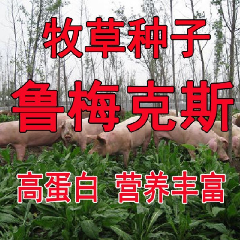 进口鲁梅克斯种子多年生四季常青牧草俄罗斯饲料菜种子