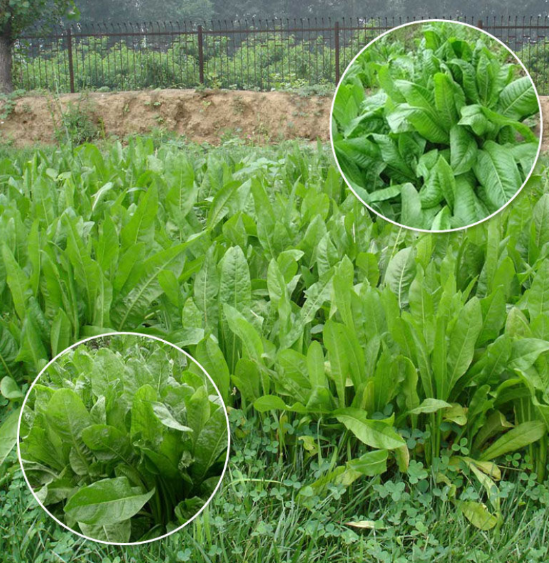 进口鲁梅克斯种子多年生四季常青牧草俄罗斯饲料菜种子