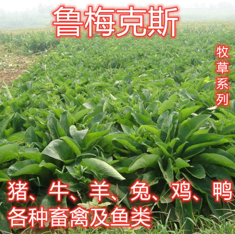 进口鲁梅克斯种子多年生四季常青牧草俄罗斯饲料菜种子