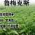 进口鲁梅克斯种子多年生四季常青牧草俄罗斯饲料菜种子