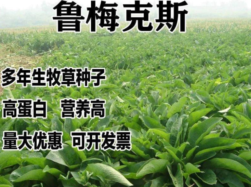进口鲁梅克斯种子多年生四季常青牧草俄罗斯饲料菜种子