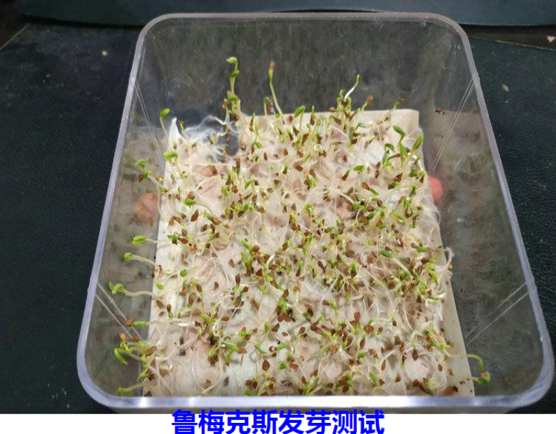 进口鲁梅克斯种子多年生四季常青牧草俄罗斯饲料菜种子