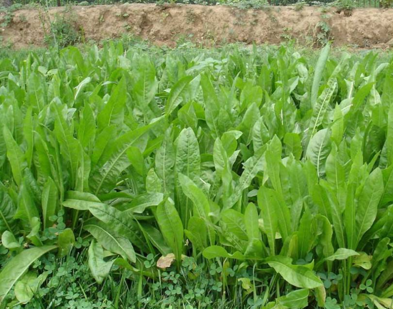 进口鲁梅克斯种子多年生四季常青牧草俄罗斯饲料菜种子