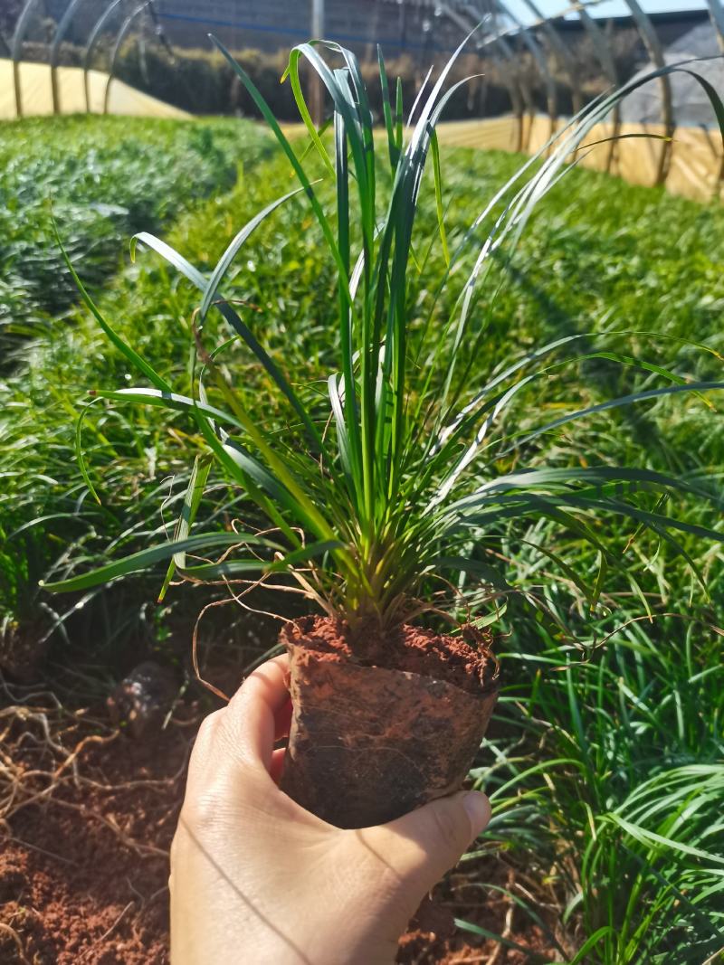 麦冬，细叶麦冬，云南昆明宜良麦冬种植园批发