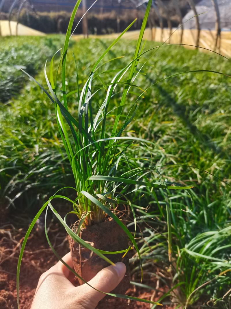 麦冬，细叶麦冬，云南昆明宜良麦冬种植园批发