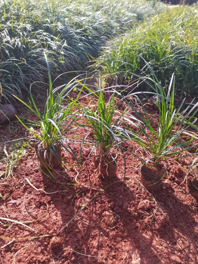 麦冬，细叶麦冬，云南昆明宜良麦冬种植园批发