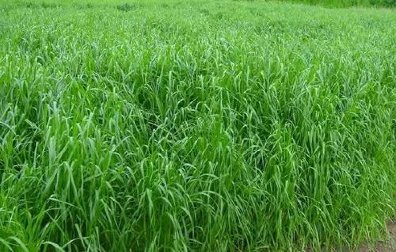 冬牧70黑麦草种子耐寒高产猪牛羊鸡鸭鱼鼠兔牧草每亩25斤